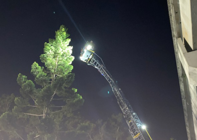 Crow entangled in fishing line at top of tree